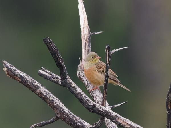 <h3>Emberiza&nbsp;hortulana / Ortolan&nbsp;bunting / Ortolaan</h3>OM-1 Mark II met OLYMPUS M.150-400mm F4.5, 1/2000 sec  bij F4.5, ISO 4000, afstand 34.8&nbsp;m